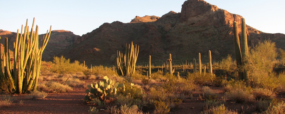 Campsite at Organ Pipe National Monument